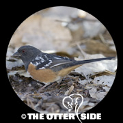 Spotted Towhee