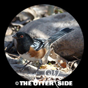 Spotted Towhee