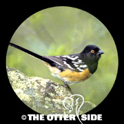 Spotted Towhee