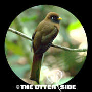 Masked Trogon
