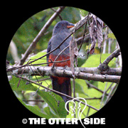 Slaty-tailed Trogon