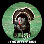 Wild Turkey