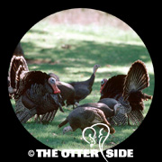 Wild Turkey