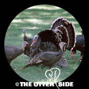Wild Turkey