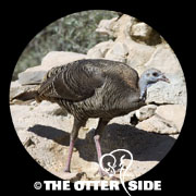 Wild Turkey