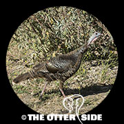 Wild Turkey
