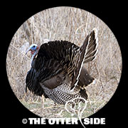 Wild Turkey