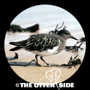 Black Turnstone