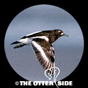 Black Turnstone