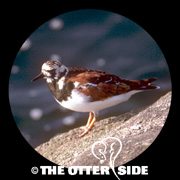 Ruddy Turnstone