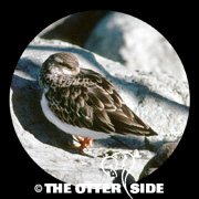 Ruddy Turnstone