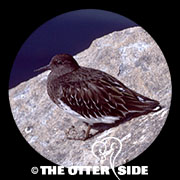 Black Turnstone