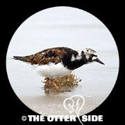 Ruddy Turnstone