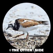 Ruddy Turnstone
