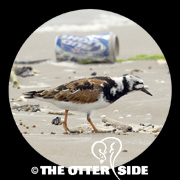 Ruddy Turnstone