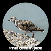Ruddy Turnstone