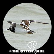 Ruddy Turnstone