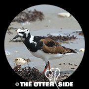 Ruddy Turnstone