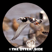 Ruddy Turnstone