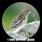 Twite