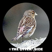 Twite