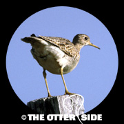 Upland Sandpiper