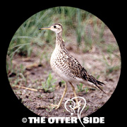 Upland Sandpiper
