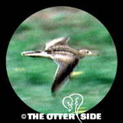 Upland Sandpiper