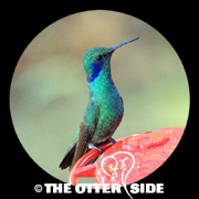 Lesser (Green) Violetear