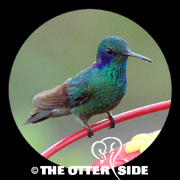 Lesser (Green) Violetear
