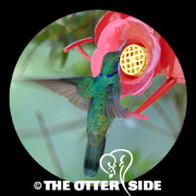 Lesser (Green) Violetear