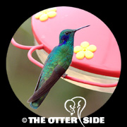 Lesser (Green) Violetear