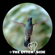 Mexican (Green) Violetear