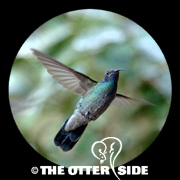 Mexican (Green) Violetear