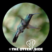 Mexican (Green) Violetear
