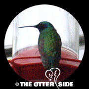 Sparkling Violetear