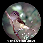 Bell's Vireo