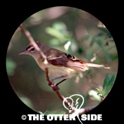 Bell's Vireo