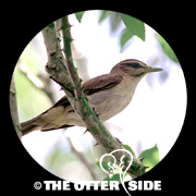 Black-whiskered Vireo