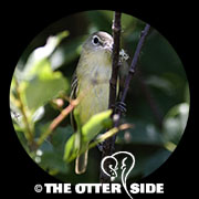 Bell's Vireo