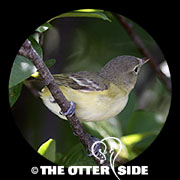 Bell's Vireo