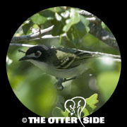 Black-capped Vireo