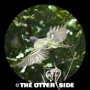 Black-capped Vireo