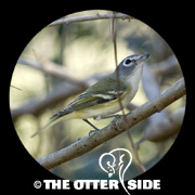 Blue-headed Vireo