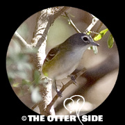 Blue-headed Vireo