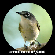 Blue-headed Vireo