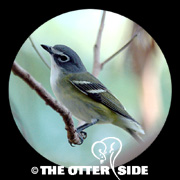 Blue-headed Vireo