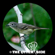 Blue-headed Vireo