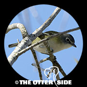 Blue-headed Vireo