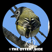 Blue-headed Vireo